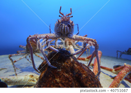 Crab on a crab Crab on a crab 40751087