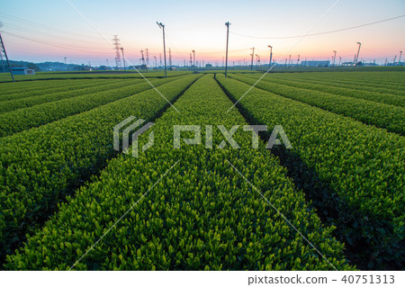A landscape with a tea plantation A landscape with a tea plantation 40751313