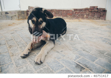 Puppy plays with a rabbit on the floor. Dog breed shepherd holds the teeth in a dirty pink stuffed 40751417