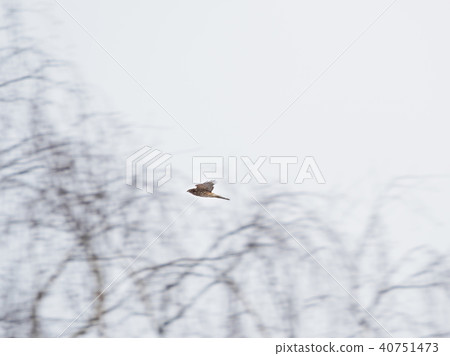 Falcon flying over winter forest.  40751473