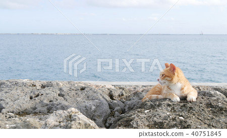 在貓看的地方 40751845