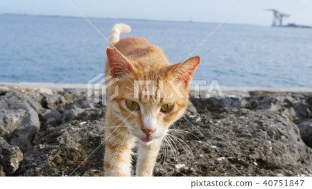 提高貓的學位 40751847