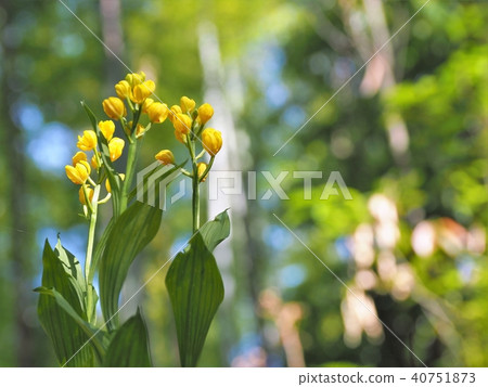 Endangered species of Kinran Endangered species of Kinran 40751873