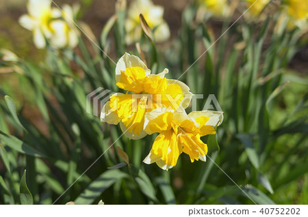Narcissus genus monocotyledonous plants 40752202