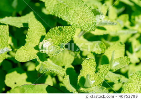 Apple mint Apple mint 40752799
