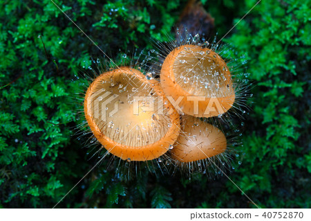 Hairy cup fungi 40752870