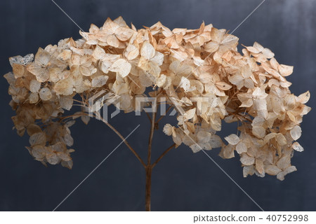 Dried hydrangea flowers close up 40752998