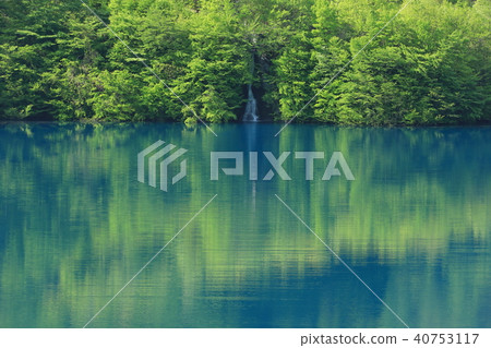 Shimba河水壩的新綠色 40753117