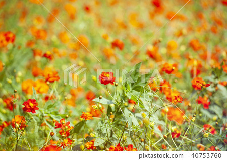 Orange cosmos flower in summer season.  40753760