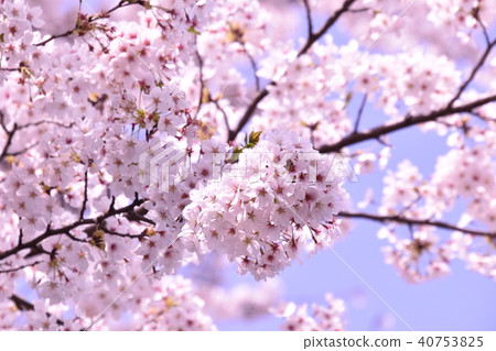 Cherry Blossoms	 40753825