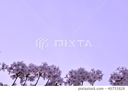 Cherry Blossoms Cherry Blossoms 40753826