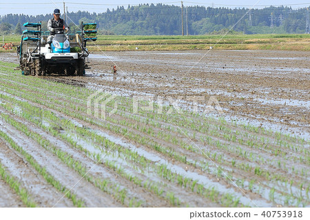 Male image rice planting with rice transplanter Male image rice planting with rice transplanter 40753918