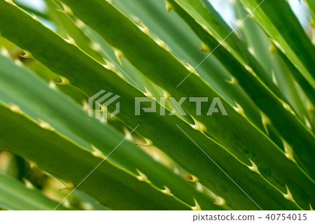 Green leaves of Seashore screwpine tree. Green leaves of Seashore screwpine tree. 40754015