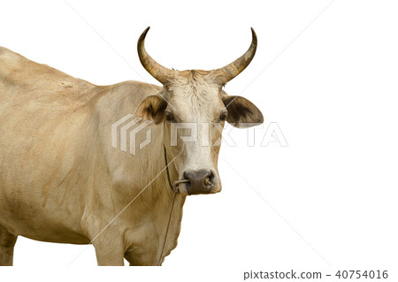 Close up of a cow are looking. 40754016