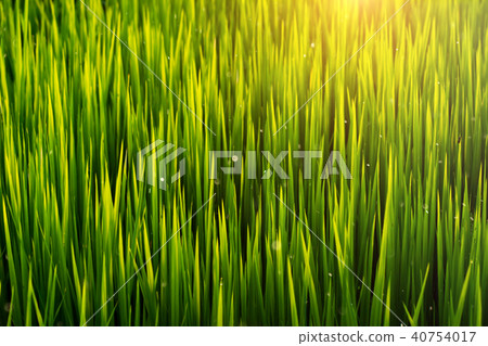 rice leaves with sunlight 40754017