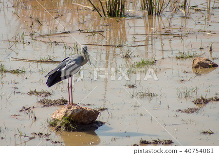 Asian Openbill bird. 40754081