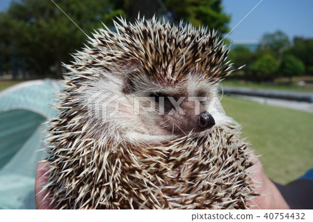 Hedgehog 40754432