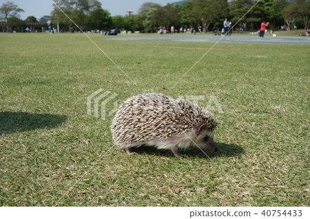 刺猬 40754433