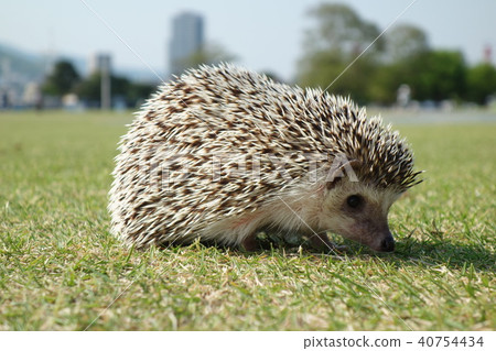 Hedgehog 40754434