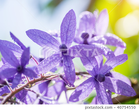 Close up of violet flower background. 40754550