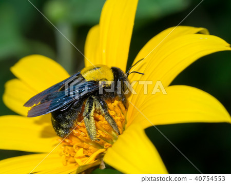 Yellow Mexican sunflower 40754553
