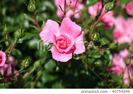 Roses of Northern Tamamuramachi Park Roses of Northern Tamamuramachi Park 40754846