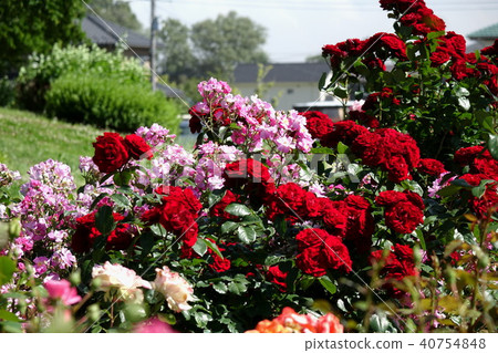 Roses of Northern Tamamuramachi Park Roses of Northern Tamamuramachi Park 40754848