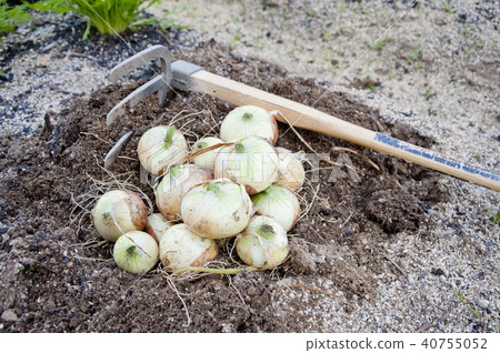 harvested onions harvested onions 40755052