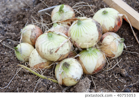 harvested onions harvested onions 40755053
