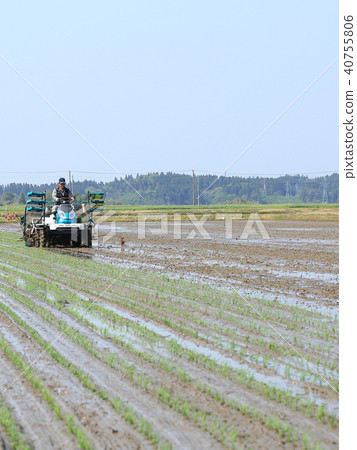Male image rice planting with rice transplanter Male image rice planting with rice transplanter 40755806
