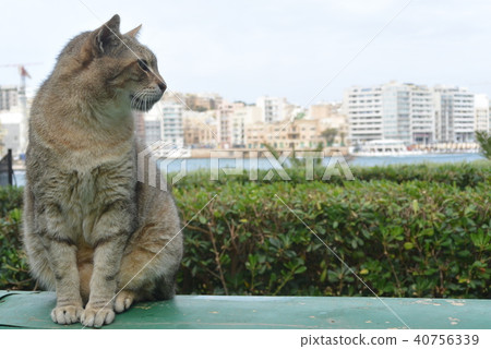 Sliema's Cat Sliema's Cat 40756339