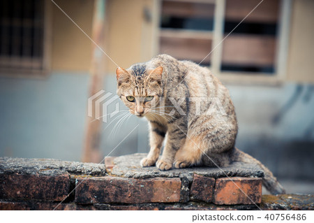 台灣野貓 40756486