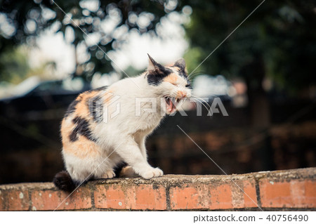 台灣野貓 40756490