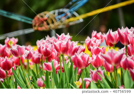 Utsukkou台灣台灣台灣台北士林住所台灣鬱金香郁金香 40756599