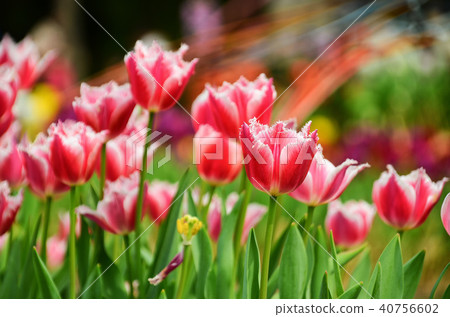 Utsukkou台灣台灣台灣台北士林住所台灣鬱金香郁金香 40756602