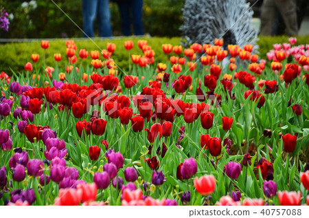 Utsukkou Taiwan Taiwan Taipei Shilin Residence Taiwan Tulip Tulip 40757088