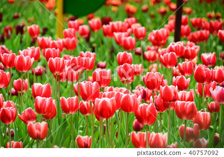 Utsukkou Taiwan Taiwan Taipei Shilin Residence Taiwan Tulip Tulip 40757092