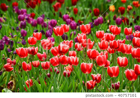 Utsukkou台灣台灣台灣台北士林住所台灣鬱金香郁金香 40757101