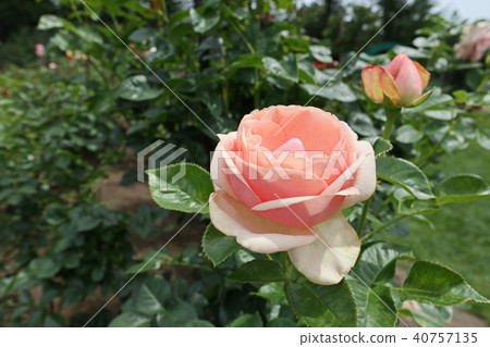 Salmon pink is a beautiful rose 40757135
