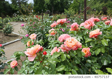 Salmon pink is a beautiful rose 40757137