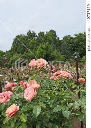 Salmon pink is a beautiful rose 40757139