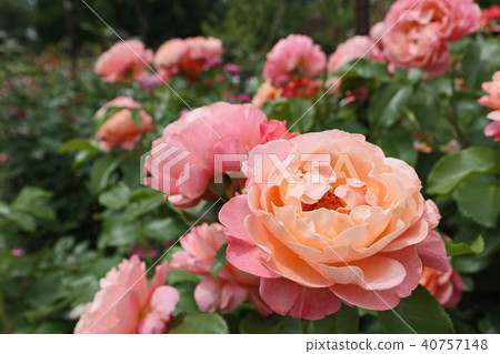 Salmon pink is a beautiful rose Salmon pink is a beautiful rose 40757148