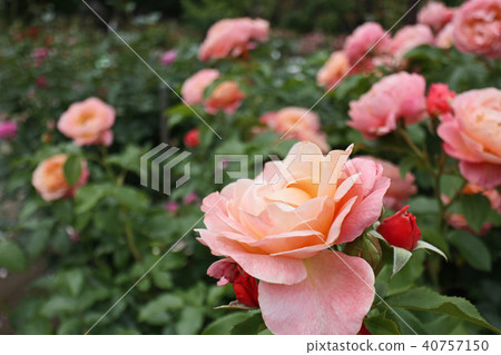 Salmon pink is a beautiful rose 40757150