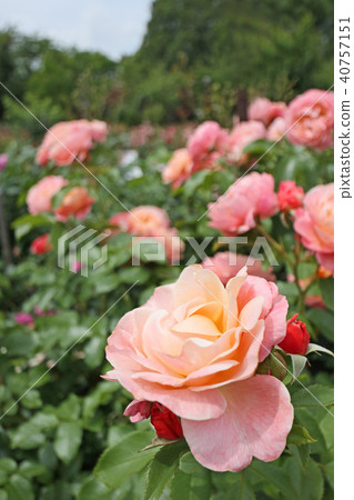 三文魚粉紅色是一朵美麗的玫瑰 三文魚粉紅色是一朵美麗的玫瑰 40757151