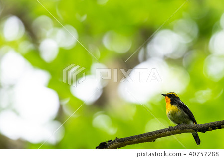 在樹枝上停下的皇冠 40757288