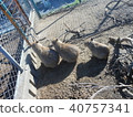 Mr. Capybara 40757341