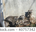 raccoon  40757342