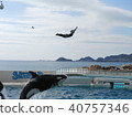 Killing and diving 40757346