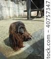 Orangutan 40757347