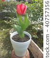 Tulips bloomed 40757356